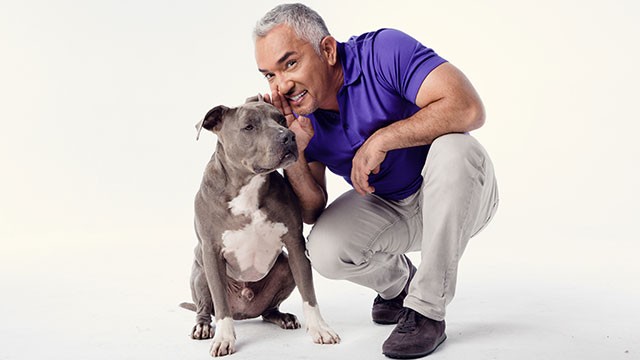 Cesar Millan Live