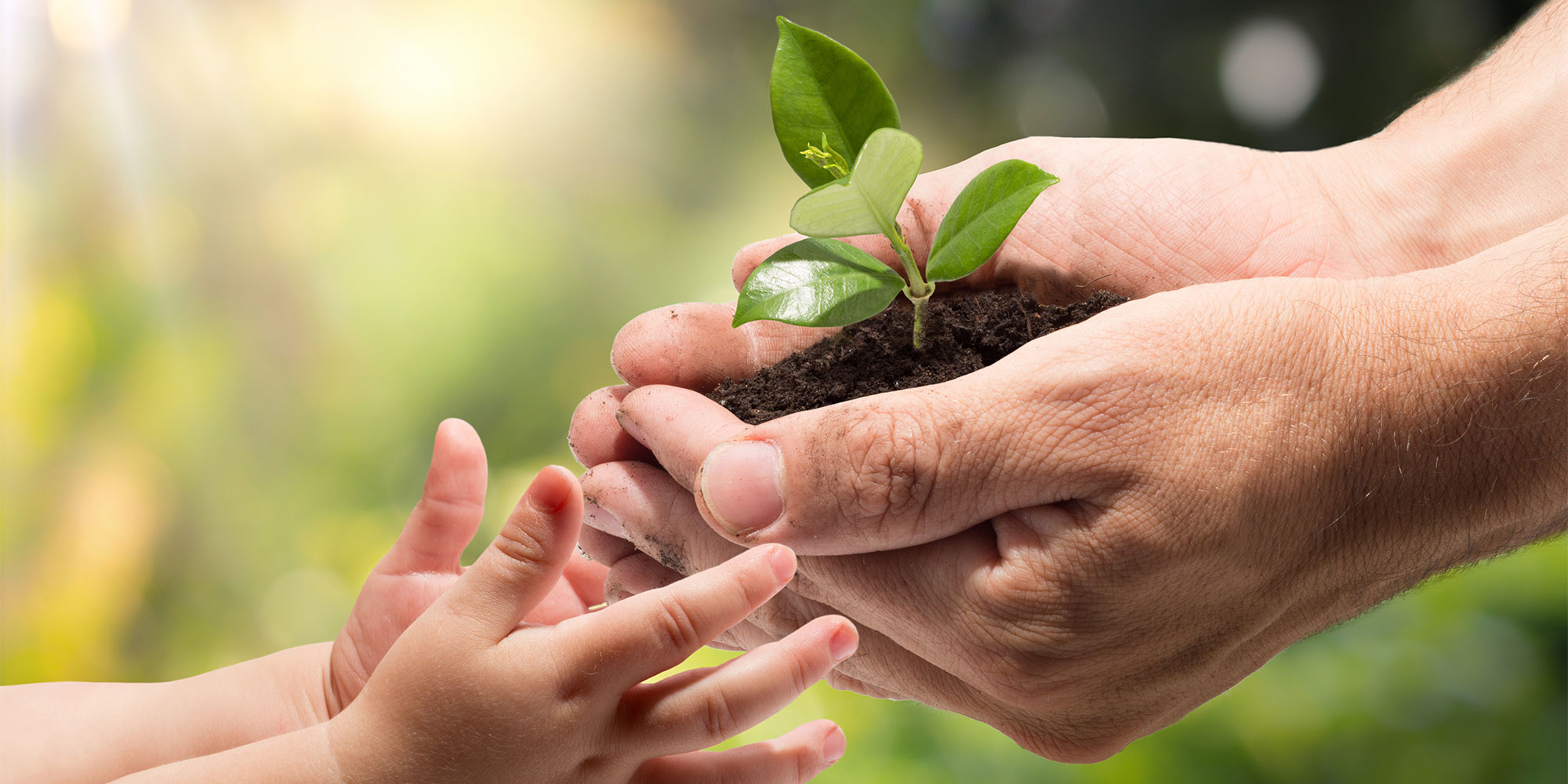 hands holding a small plant passing it onto a childs hands