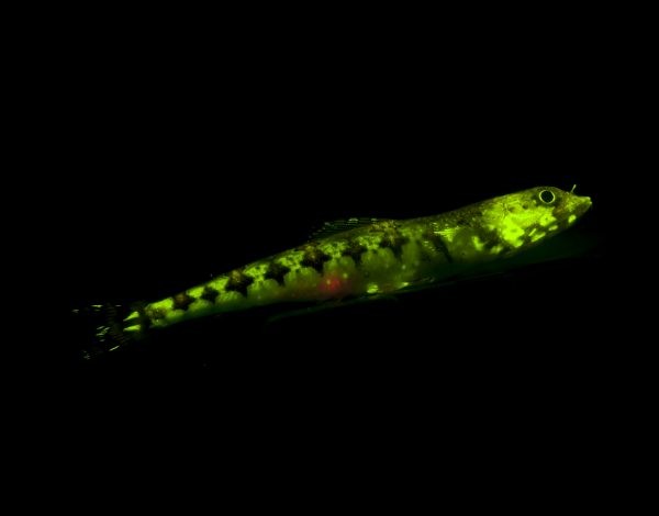 Biofluorescent Lizardfish Lateral Cr David Gruber