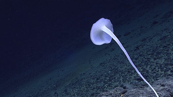 Diva Amon Ex1605l1 Img 20160424t012546z Rovhd Spo Cr Noaa Oer