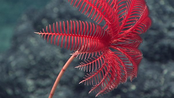 Diva Amon Ex1605l1 Img 20160429t024404z Rovhd Cri Cr Noaa Oer