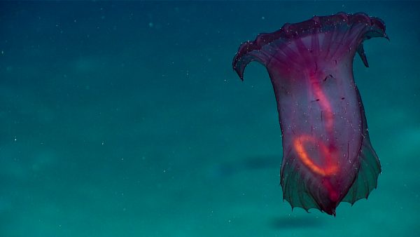 Diva Amon Ex1711 Img 20171201t154523z Rovhd Cc Cr Noaa Oer