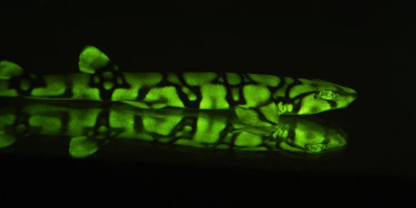 A010 C002 0403k3