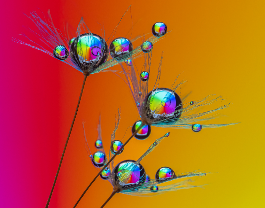 Dandelion Drops Lenny Mcdonald