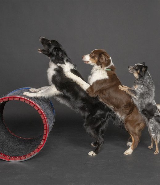 Mutts Gone Nuts – Unleashed!