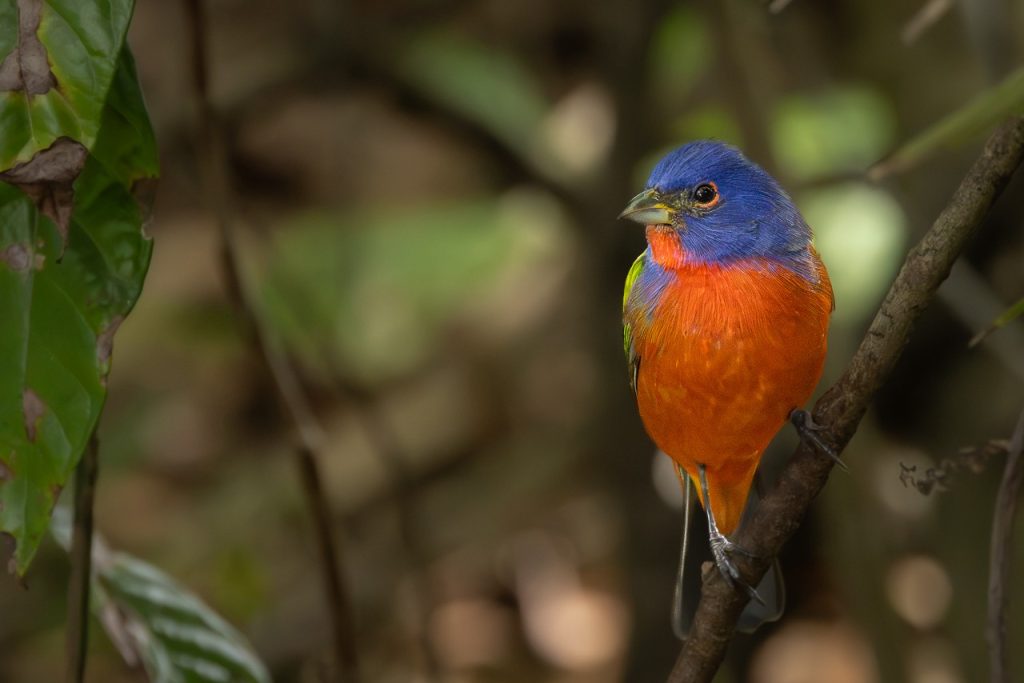 Painted Bunting Male Lynnronan